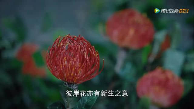 听雪楼：你知不知道有哪几种特别神奇的花？