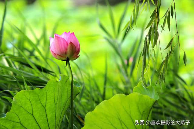 北京：圆明园公园雨后荷花仙子娇艳欲滴，楚楚动人