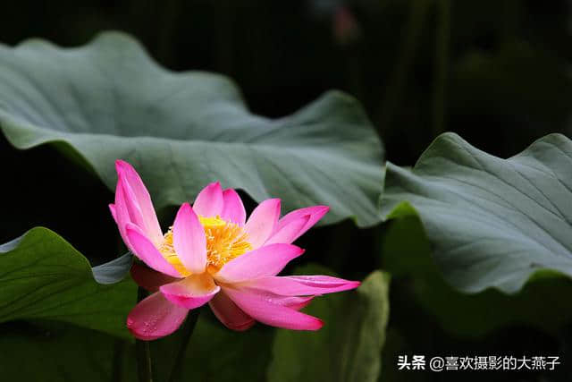 北京：圆明园公园雨后荷花仙子娇艳欲滴，楚楚动人