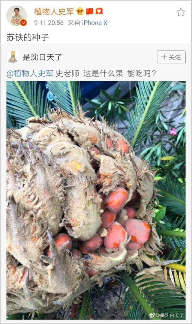 原来这就是“铁树开花”！杭州小伙在山上捡到一个果实，很多人没见过