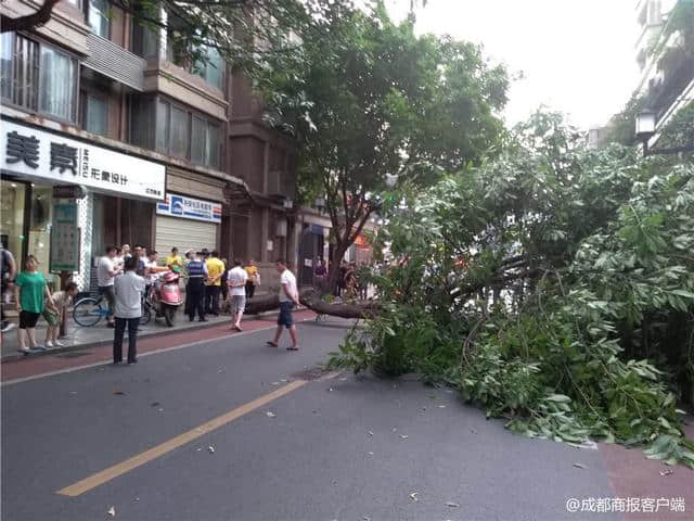 合江亭一棵大树突然倒了 “霸占”了道路还堵了奶茶店门面