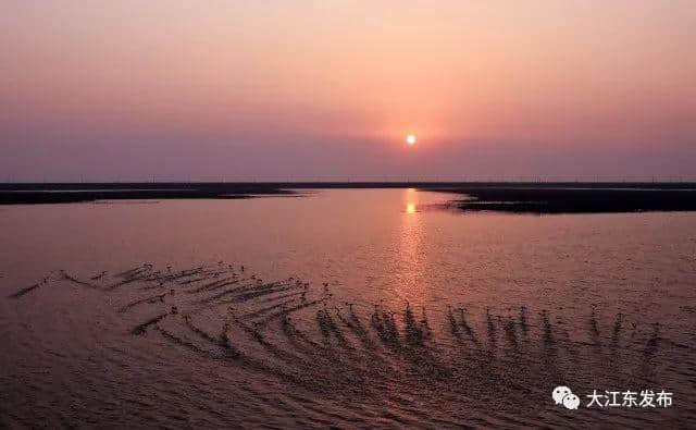 「如画杭州」漠漠水田飞白鹭，这抹倩影是大江东最美的注解！