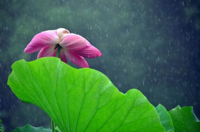 「诗词鉴赏」夏日雨中绽放的荷花，荷花池里的一诗一画