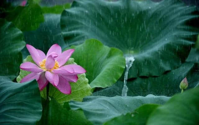 「诗词鉴赏」夏日雨中绽放的荷花，荷花池里的一诗一画