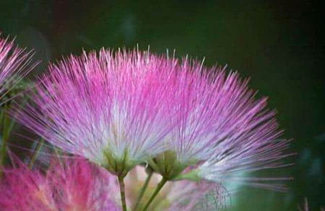 合欢花：花美叶美、有色有香的合欢花，管理与栽培