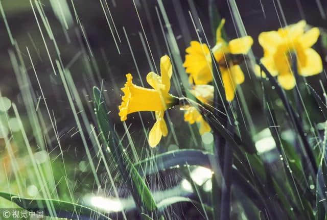 今日雨水丨好雨知时节，当春乃发生