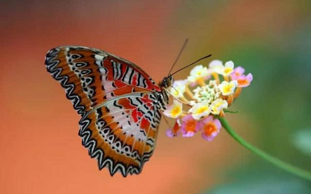 【诗词鉴赏】在唐宋诗词里，那些动人的蝴蝶！