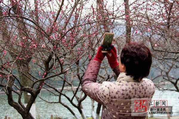 杭州：孤山梅花竞相开放 吸引游客驻足观赏