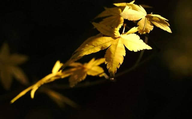 「诗词鉴赏」秋天睡眠的诗词，好好享受秋天的闲暇时光