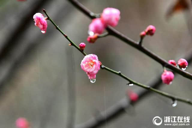 杭州：孤山梅花雨中争艳