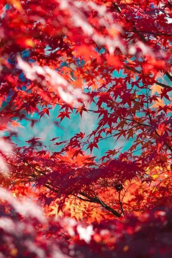 「诗词鉴赏」苏轼笔下的秋天，写尽人生的百味！