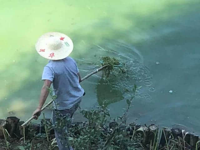 目击！南京莫愁湖整治见成效 水质己达4类