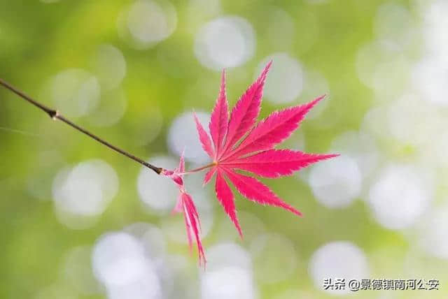 诗词 | 寂寞帘栊，疏雨梧桐