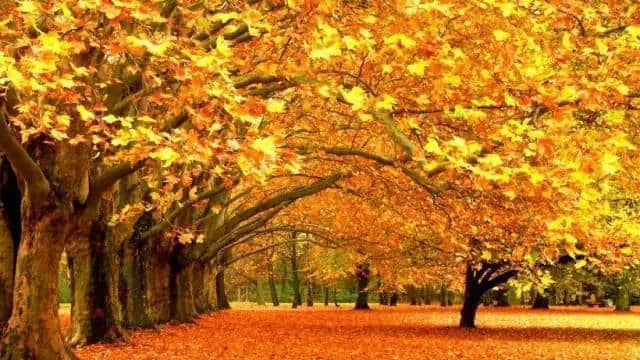 关于秋天的好词、好句、好段、好诗