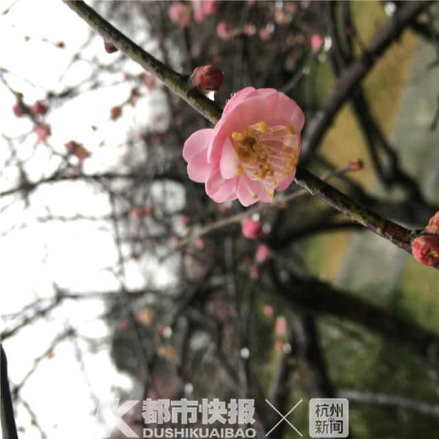 灵峰下的这棵梅花树，怎么开出了五种颜色的梅花？全国少见，杭州就一棵！趁天晴去看吧！