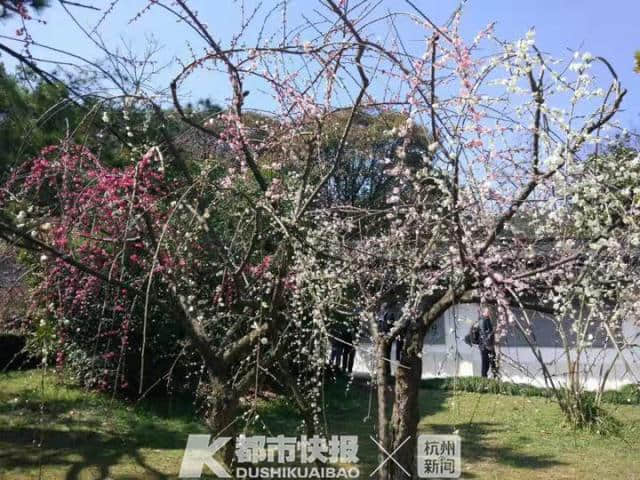 灵峰下的这棵梅花树，怎么开出了五种颜色的梅花？全国少见，杭州就一棵！趁天晴去看吧！