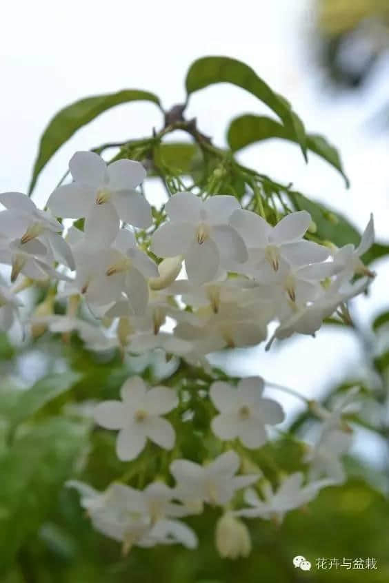 雨水越多花儿越香，纯白清甜的水梅