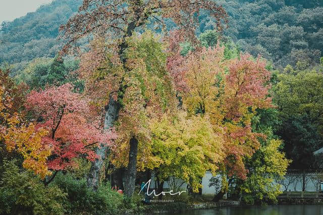 天平山赏枫，秋色尽收眼底