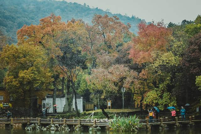 天平山赏枫，秋色尽收眼底