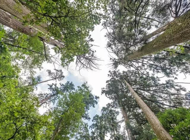 天目山：古老的植物王国，宗教与文化交织