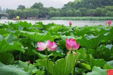 新鲜诗文：苏轼在杭州写的六首古诗，西湖美景凄惨爱情与民同乐