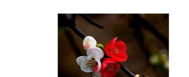 海棠花花语的含义介绍