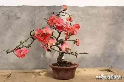海棠花的栽培技术