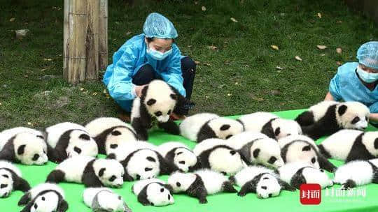 大熊猫文化全球推广大使张志和：成都大熊猫繁育研究基地的滚滚，已出访13个国家和地区