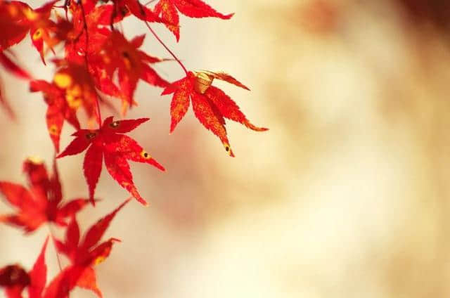 十首枫叶诗词：深秋时节，一起赏枫去！
