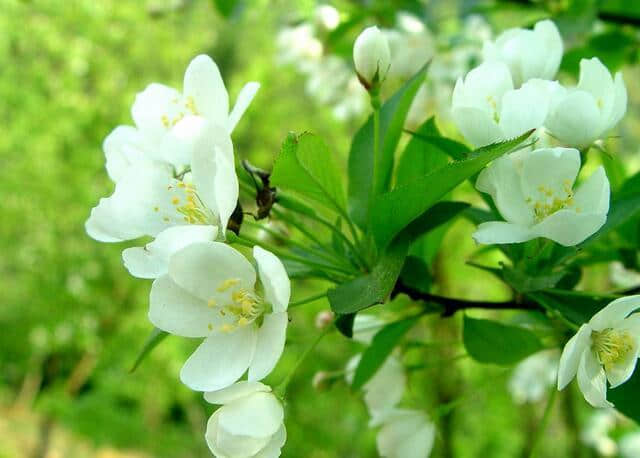 海棠花的种类及养殖方法介绍