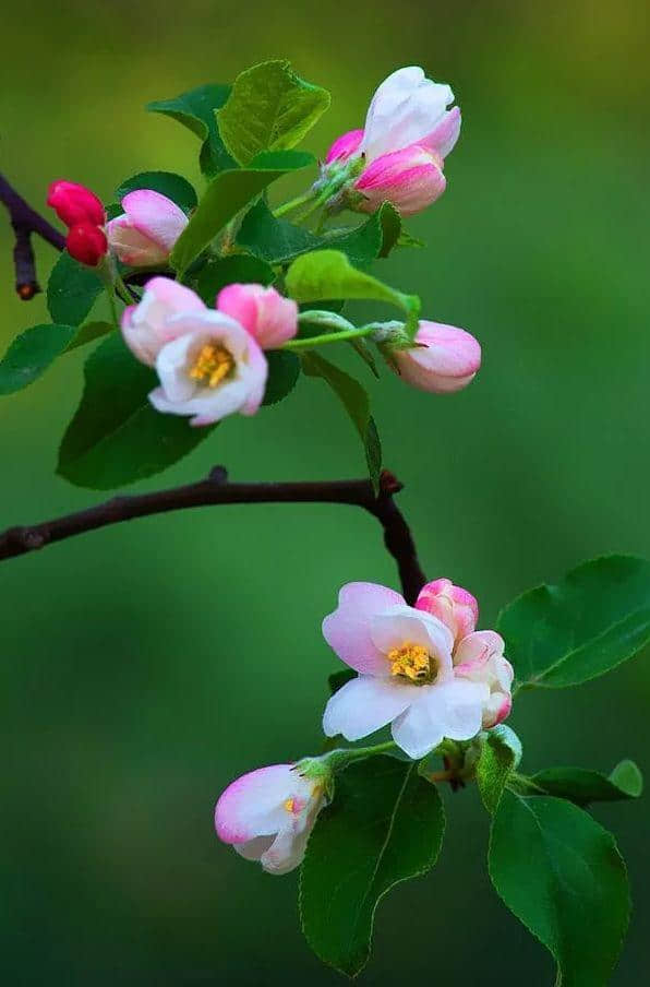 【诗词鉴赏】花事三分属海棠—古诗词里最美的海棠