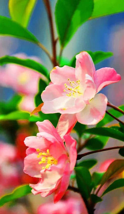 【诗词鉴赏】花事三分属海棠—古诗词里最美的海棠
