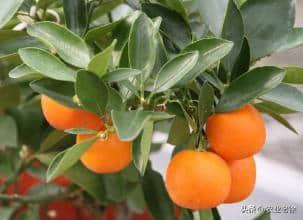 柑橘树养根护根最关键的时期怎样管理？