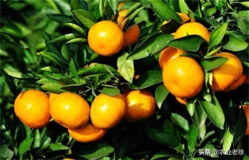 柑橘树养根护根最关键的时期怎样管理？