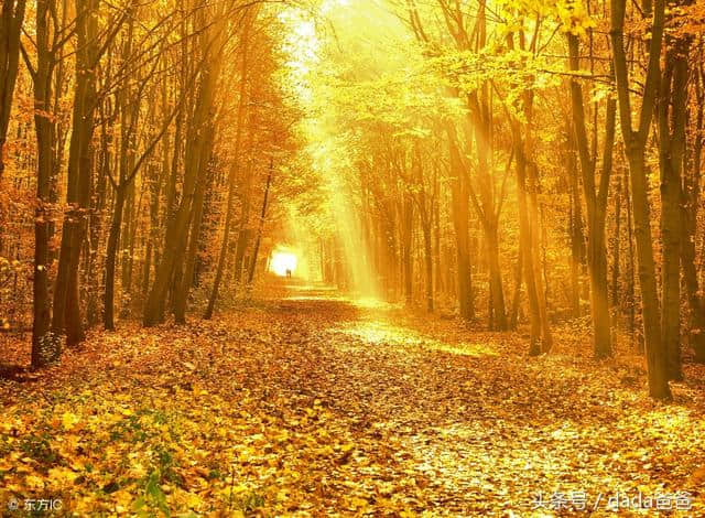 一年好景君须记，最是橙黄橘绿时，描写秋天的古诗词23首！