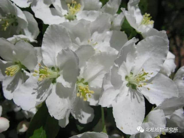 春天赏海棠：50幅海棠花图 50个海棠品种