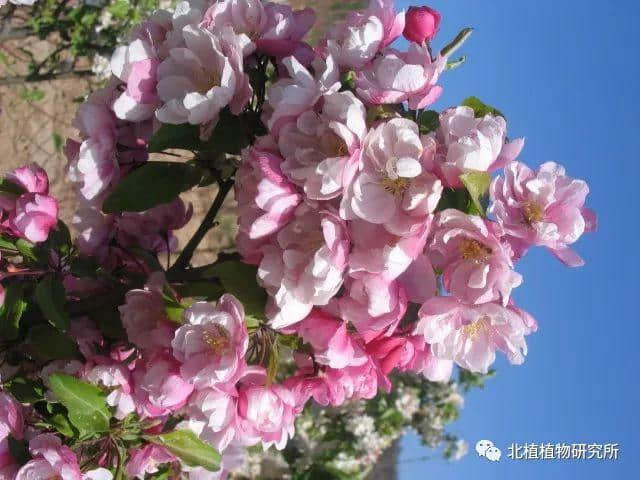 春天赏海棠：50幅海棠花图 50个海棠品种