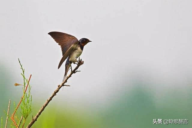 燕子诗词精选二十一首 燕子归来，几处风帘绣户开