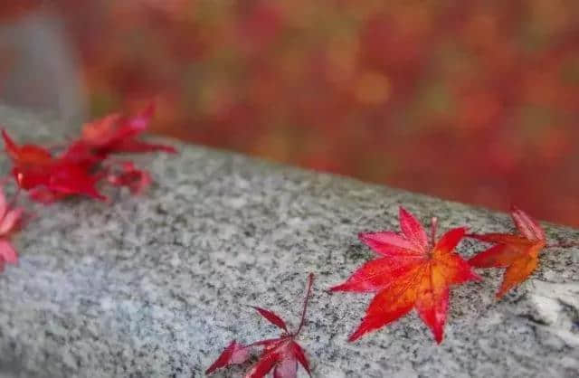 秋天快过去了，来邂逅最美的深秋诗词吧