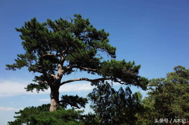 描写松树的诗词会背几首？