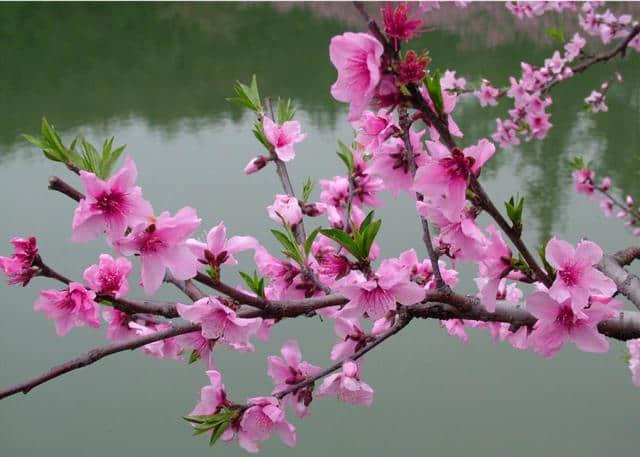 七首描写桃花的唐代古诗，唯美意境！