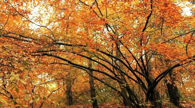 作文小课堂：你会写秋天吗？描写秋天的好词、好句、好段、好诗全在这里，速速收藏！