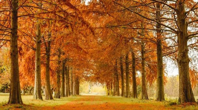 作文小课堂：你会写秋天吗？描写秋天的好词、好句、好段、好诗全在这里，速速收藏！