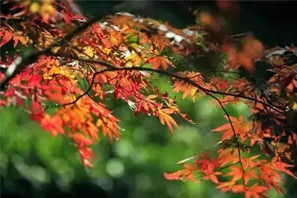 秋天到了，十首最美的秋景古诗，值得收藏