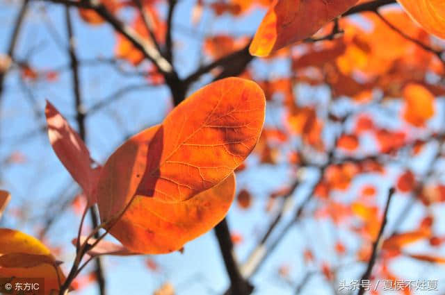 描写秋天景色的绝美诗词！总有一首能把你带进美丽的秋天里