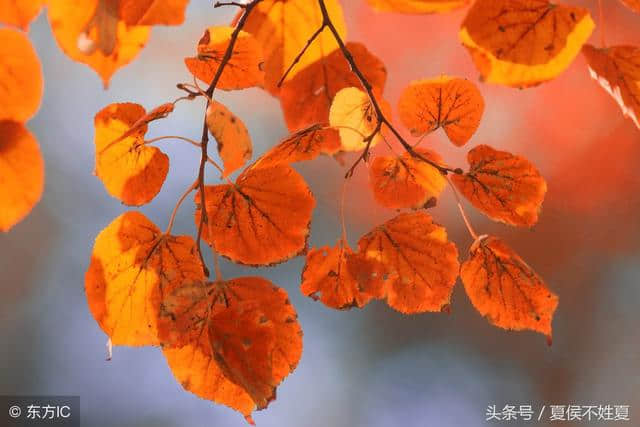 描写秋天景色的绝美诗词！总有一首能把你带进美丽的秋天里