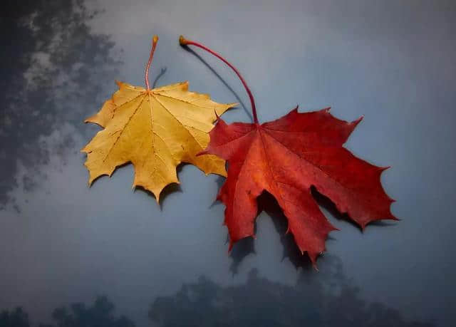 十首最美的现代诗——献给秋天！
