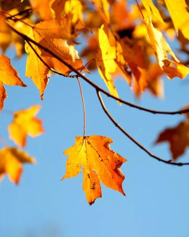 十首最美的现代诗——献给秋天！