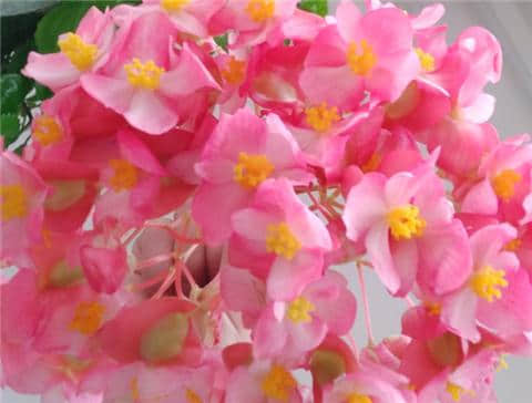 阳台养2种“海棠花”，花朵鲜艳挤满盆，开花一茬接一茬
