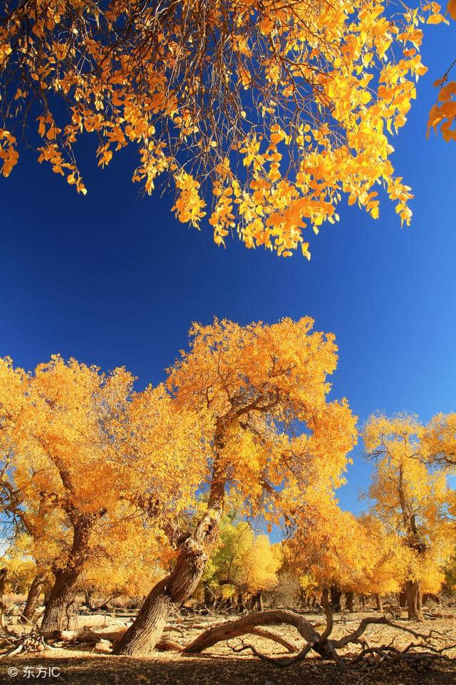 八首描写秋天的绝美诗词，总有一首会让你爱上这个美丽的秋天